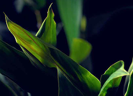 Read the Bankside brochure